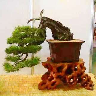 Pinus densiflora - Korean Red Pine Bonsai - 5 Seeds + FREE Gifts Seeds + Bonsai eBook