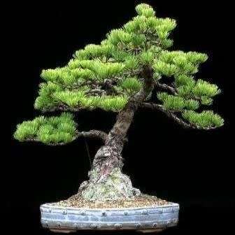 Pinus parviflora - White Pine Bonsai Seeds + FREE Gifts Seeds + Bonsai eBook