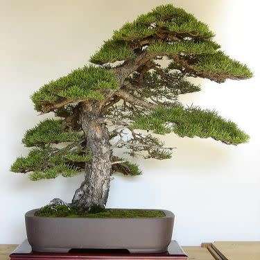 Pinus sylvestris - Scots Pine Bonsai - 5 Seeds + FREE Gifts Seeds + Bonsai eBook
