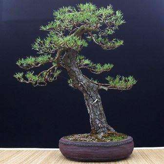 Pinus sylvestris - Scots Pine Bonsai - 5 Seeds + FREE Gifts Seeds + Bonsai eBook