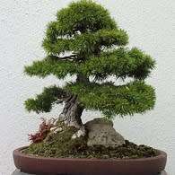 Pinus sylvestris - Scots Pine Bonsai - 5 Seeds + FREE Gifts Seeds + Bonsai eBook