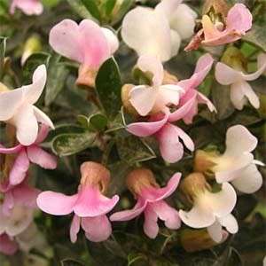 5 Podalyria rotundifolia Seeds - Cape Sweetpea - Indigenous Endemic Flowering Shrub