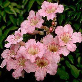 Podranea ricasoliana Seeds - Port St. Johns Creeper - Indigenous Perennial Climber Vine
