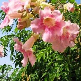 Podranea ricasoliana Seeds - Port St. Johns Creeper - Indigenous Perennial Climber Vine