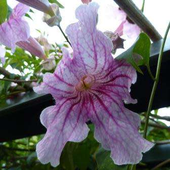 Podranea ricasoliana Seeds - Port St. Johns Creeper - Indigenous Perennial Climber Vine