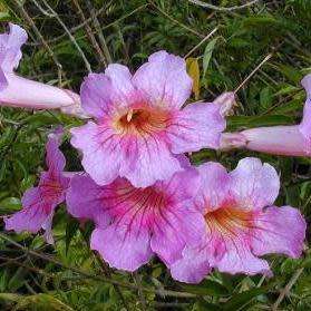 Podranea ricasoliana Seeds - Port St. Johns Creeper - Indigenous Perennial Climber Vine