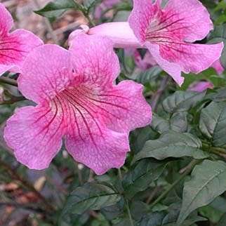 Podranea ricasoliana Seeds - Port St. Johns Creeper - Indigenous Perennial Climber Vine