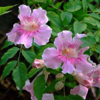 Podranea ricasoliana Seeds - Port St. Johns Creeper - Indigenous Perennial Climber Vine