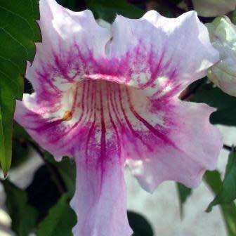 Podranea ricasoliana Seeds - Port St. Johns Creeper - Indigenous Perennial Climber Vine