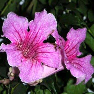 Podranea ricasoliana Seeds - Port St. Johns Creeper - Indigenous Perennial Climber Vine