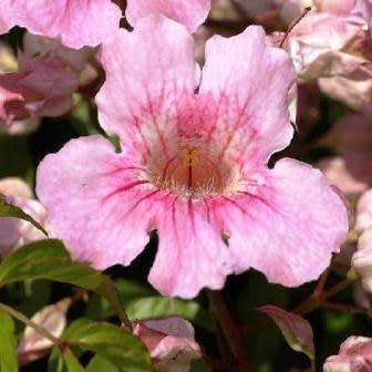 Podranea ricasoliana Seeds - Port St. Johns Creeper - Indigenous Perennial Climber Vine