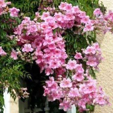 Podranea ricasoliana Seeds - Port St. Johns Creeper - Indigenous Perennial Climber Vine