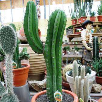 5 Polaskia chichipe Seeds - Exotic Cactus Succulent Edible Fruit - Combined Shipping to ANYWHERE