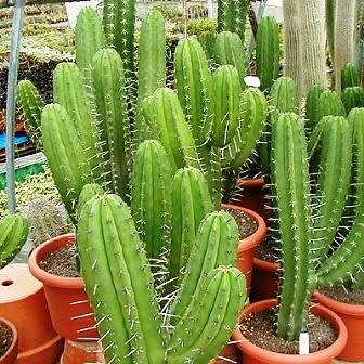 5 Polaskia chichipe Seeds - Exotic Cactus Succulent Edible Fruit - Combined Shipping to ANYWHERE