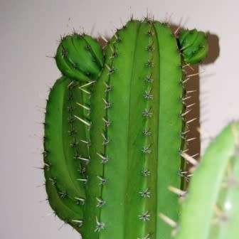 5 Polaskia chichipe Seeds - Exotic Cactus Succulent Edible Fruit - Combined Shipping to ANYWHERE