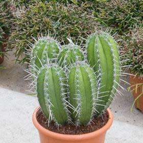 5 Polaskia chichipe Seeds - Exotic Cactus Succulent Edible Fruit - Combined Shipping to ANYWHERE