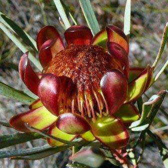 Protea acuminata - 3 Seed Pack -Blackrim Sugarbush, Indigenous Endemic Cut Flower Fynbos Shrub, New