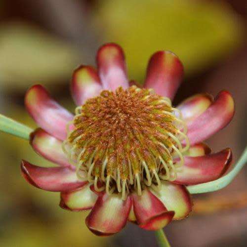 Protea acuminata - 3 Seed Pack -Blackrim Sugarbush, Indigenous Endemic Cut Flower Fynbos Shrub, New