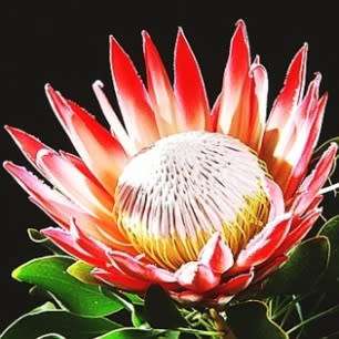 Protea cynaroides - Winter Flowering - King Protea - Indigenous Cut Flower Shrub
