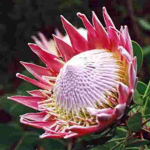 Protea cynaroides - Winter Flowering - King Protea - Indigenous Cut Flower Shrub