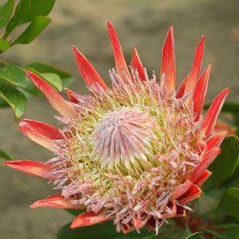 Protea cynaroides - Winter Flowering - King Protea - Indigenous Cut Flower Shrub