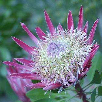 Protea cynaroides - Winter Flowering - King Protea - Indigenous Cut Flower Shrub