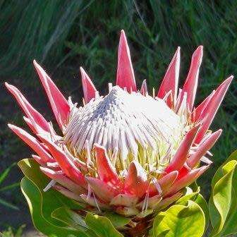Protea cynaroides - Winter Flowering - King Protea - Indigenous Cut Flower Shrub