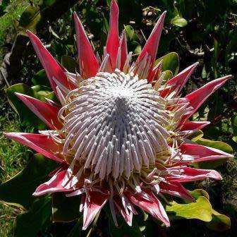 Protea cynaroides - Winter Flowering - King Protea - Indigenous Cut Flower Shrub