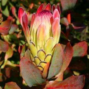 Protea eximia Seeds - Indigenous Endemic Cut Flower Fynbos Shrub - Worldwide Shipping
