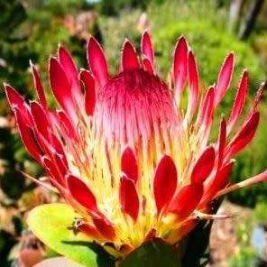 Protea eximia Seeds - Indigenous Endemic Cut Flower Fynbos Shrub - Worldwide Shipping