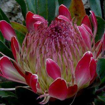 Protea eximia Seeds - Indigenous Endemic Cut Flower Fynbos Shrub - Worldwide Shipping