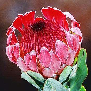 Protea eximia Seeds - Indigenous Endemic Cut Flower Fynbos Shrub - Worldwide Shipping
