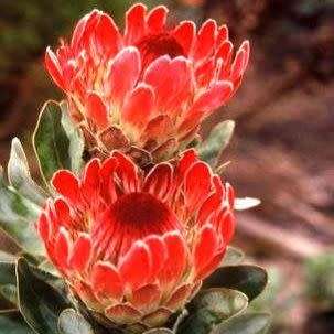 Protea eximia Seeds - Indigenous Endemic Cut Flower Fynbos Shrub - Worldwide Shipping