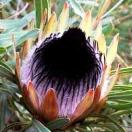 Protea longifolia Seeds - Indigenous Endemic Cut Flower Fynbos Shrub
