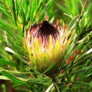 Protea longifolia Seeds - Indigenous Endemic Cut Flower Fynbos Shrub