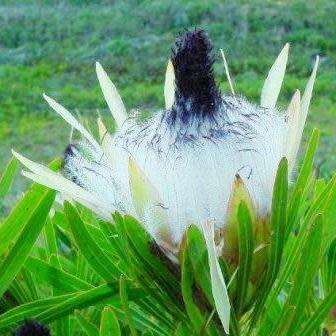 Protea longifolia Seeds - Indigenous Endemic Cut Flower Fynbos Shrub