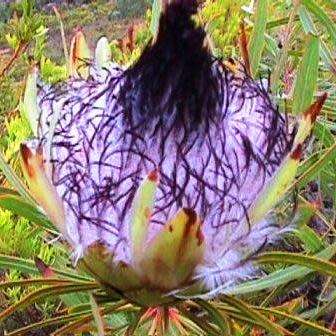 Protea longifolia Seeds - Indigenous Endemic Cut Flower Fynbos Shrub