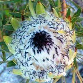Protea longifolia Seeds - Indigenous Endemic Cut Flower Fynbos Shrub