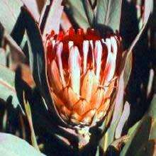 Protea lorifolia Seeds - Indigenous Endemic Cut Flower Fynbos Shrub - Global Shipping