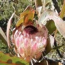 Protea lorifolia Seeds - Indigenous Endemic Cut Flower Fynbos Shrub - Global Shipping