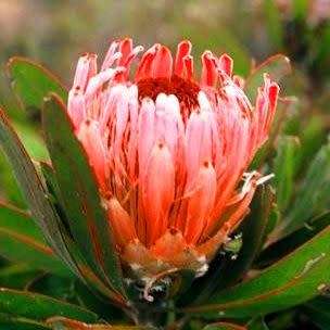Protea lorifolia Seeds - Indigenous Endemic Cut Flower Fynbos Shrub - Global Shipping