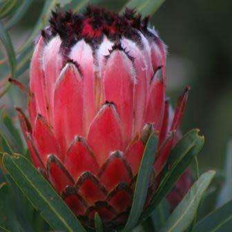 Protea neriifolia Seeds - Indigenous Endemic Cut Flower Fynbos Shrub - Global Shipping