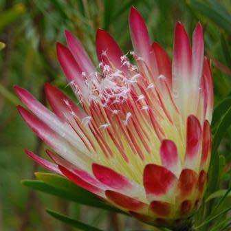 Protea repens Red - 5 Seed Pack - Indigenous Endemic Perennial Cut Flower Fynbos Shrub