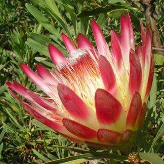 Protea repens Red - 5 Seed Pack - Indigenous Endemic Perennial Cut Flower Fynbos Shrub