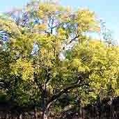 Pseudolachnostylis maprouneifolia, Kudu Berry Seeds - Indigenous Medicinal - Global Shipping