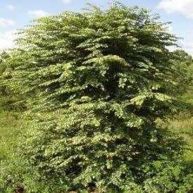 Pseudolachnostylis maprouneifolia, Kudu Berry Seeds - Indigenous Medicinal - Global Shipping