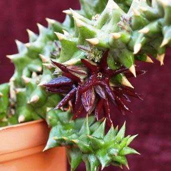 Quaqua mammillaris - 5 Seed Pack - Indigenous South African Stapeliad Succulents - Global Shipping