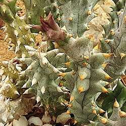 Quaqua mammillaris - 5 Seed Pack - Indigenous South African Stapeliad Succulents - Global Shipping