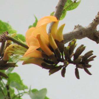 Erythrina caffra Cream Flowering Coast Coral Tree 3 Seed Pack - Kuskoraalboom - Indigenous NEW