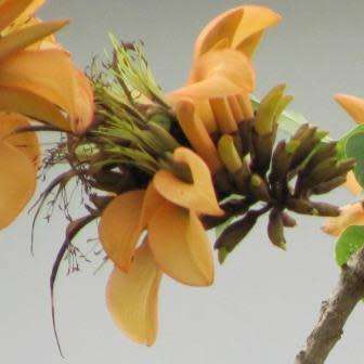 Erythrina caffra Cream Flowering Coast Coral Tree 3 Seed Pack - Kuskoraalboom - Indigenous NEW